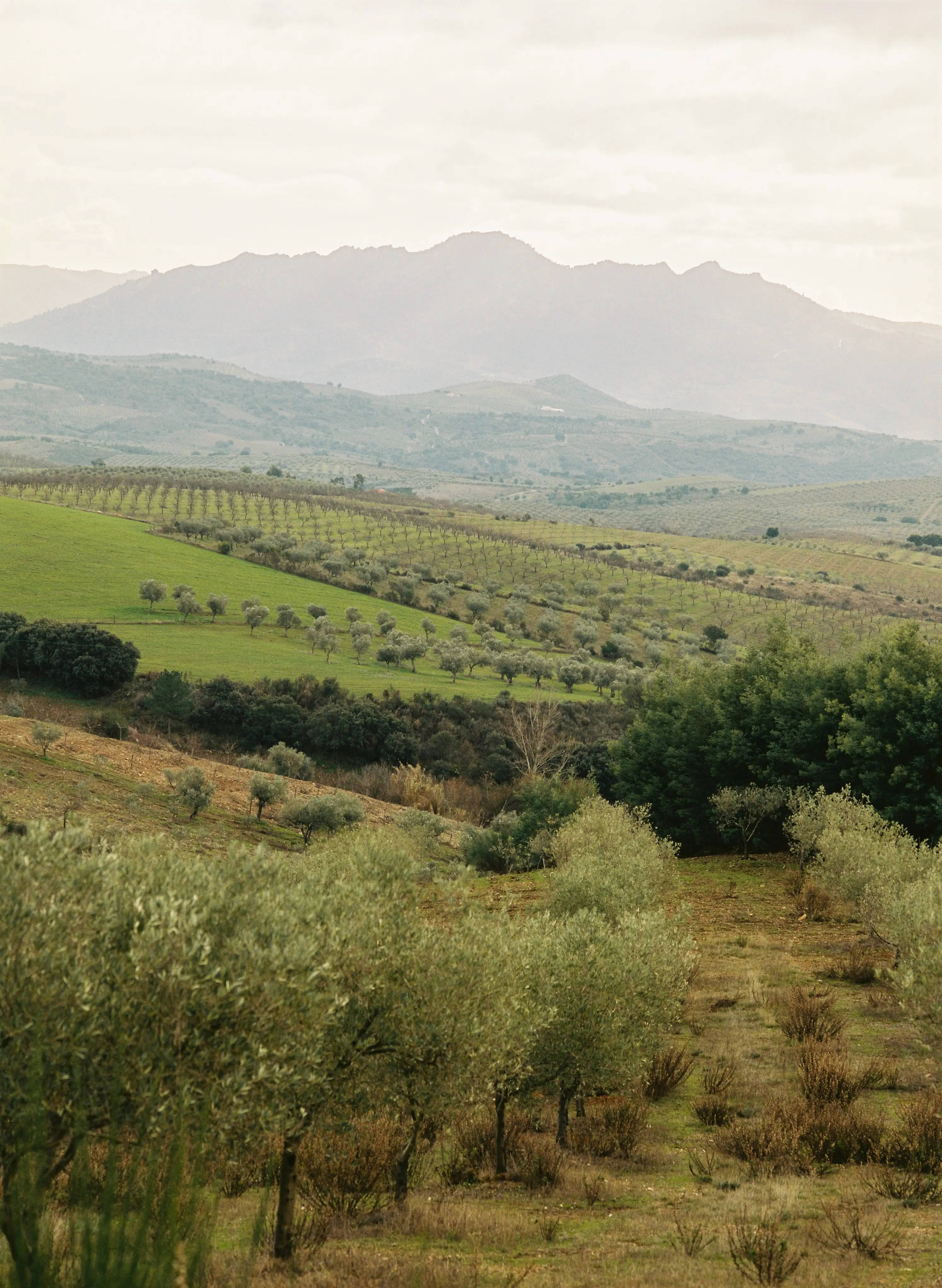 Wide shot of Portuguese olive groves, agricultural landscape supplying by-products for local circular design innovation