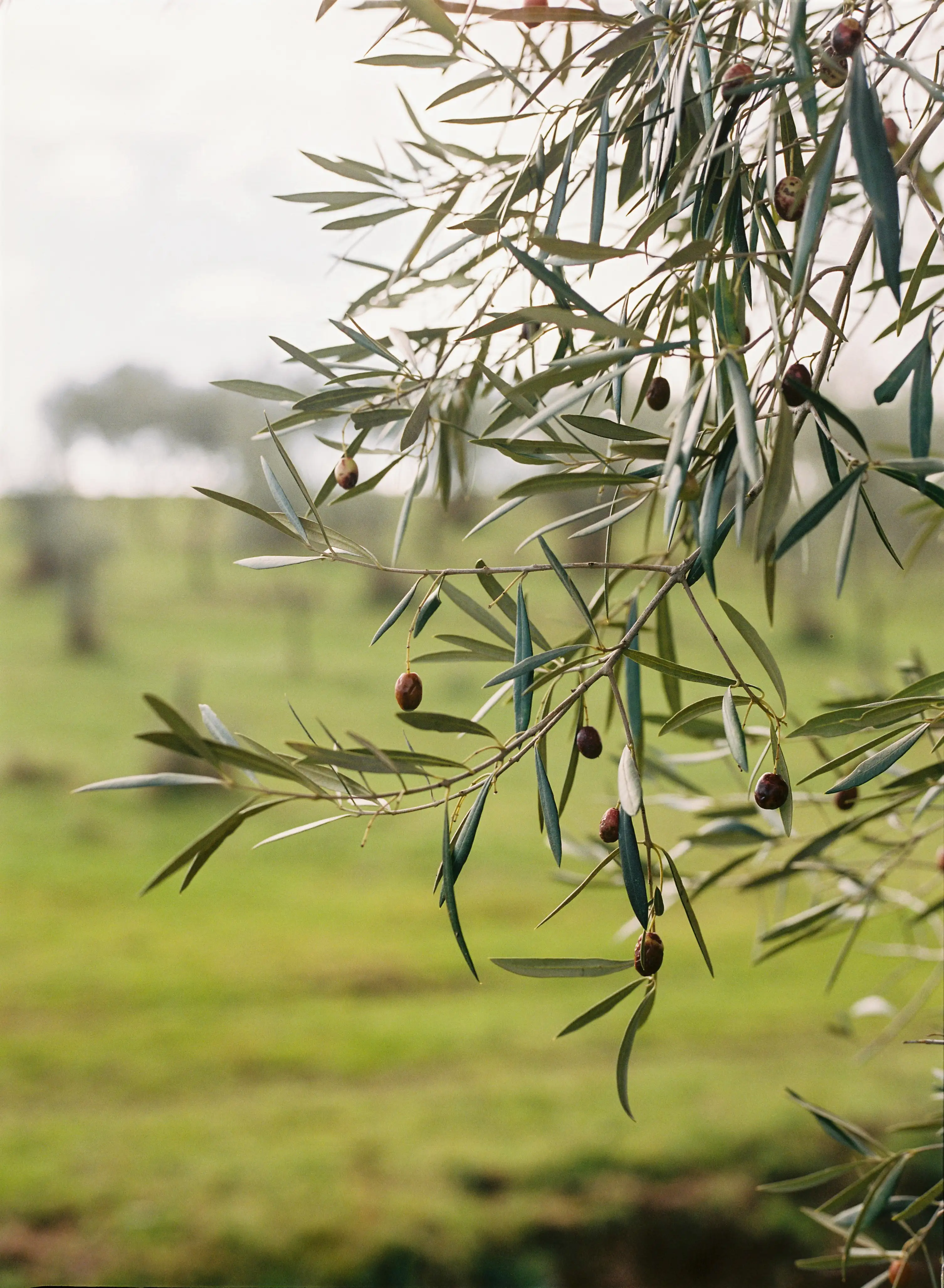 Close-up of olive branch in Portuguese field, source of olive pits repurposed for circular composite material design