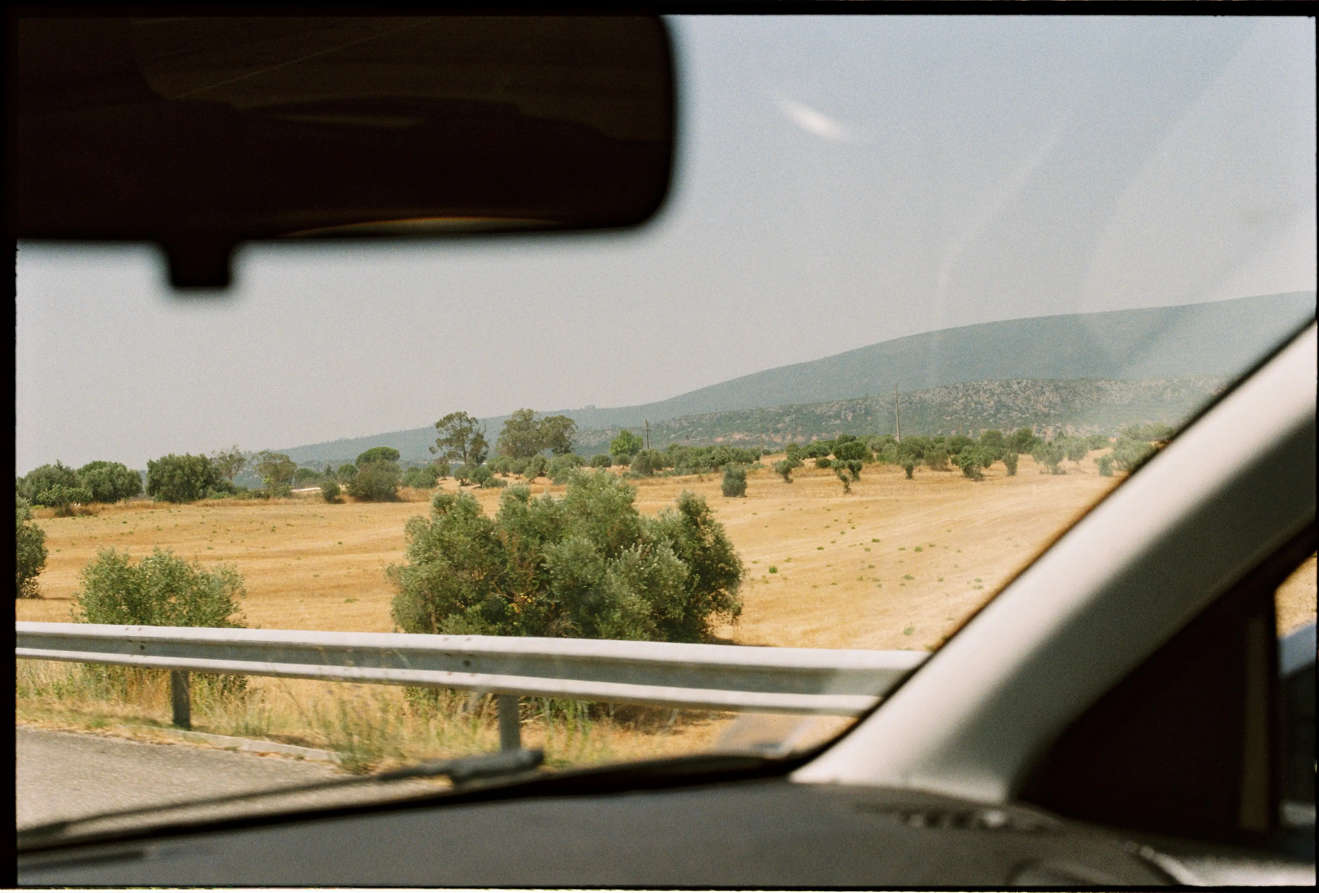 Traditional Portuguese olive trees, highlighting regional agricultural by-product availability for sustainable composite production